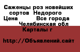 Саженцы роз новейших сортов. Недорого. › Цена ­ 350 - Все города  »    . Челябинская обл.,Карталы г.